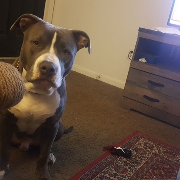 Meet your Posher, Tommy - Picture 1 of 1